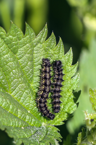 Aglais urticae
