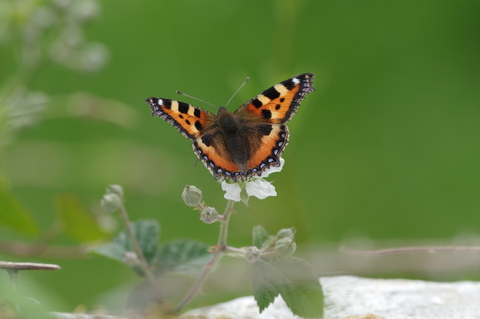 Aglais urticae