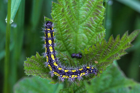 Aglais urticae