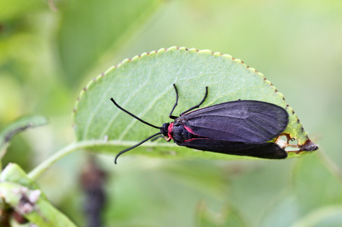 Aglaope infausta