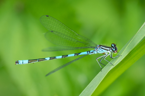 Agrion à fer de lance (Coenagrion hastulatum)
