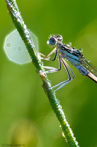 Agrion à larges pattes - Platycnemis pennipes