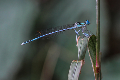 Agrion à larges pattes - Platycnemis pennipes