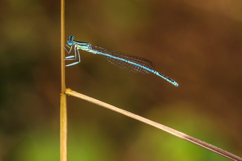 Agrion à larges pattes - Platycnemis pennipes