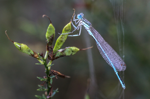 Agrion à larges pattes - Platycnemis pennipes