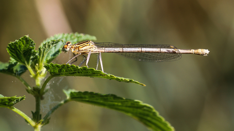 Agrion à larges pattes - Platycnemis pennipes