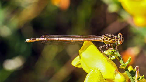 Agrion à larges pattes - Platycnemis pennipes