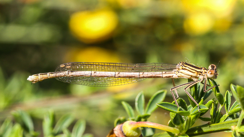 Agrion à larges pattes - Platycnemis pennipes