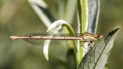 Agrion à larges pattes - Platycnemis pennipes