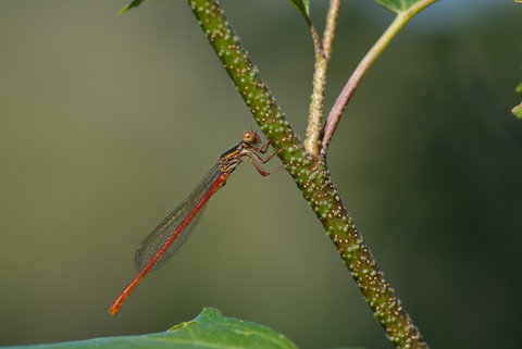 Agrion délicat (Ceriagrion tenellum)