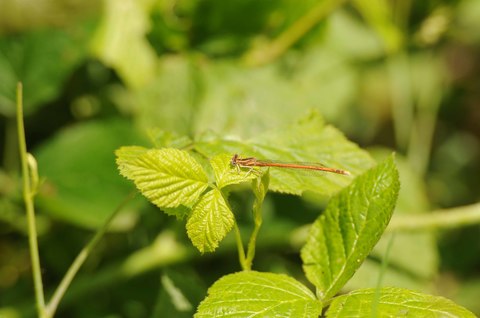 Agrion orangé - Platycnemis acutipennis - mâle