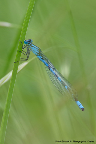 Agrion porte-coupe - Enallagma cyathigerum