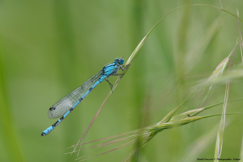 Agrion porte-coupe - Enallagma cyathigerum