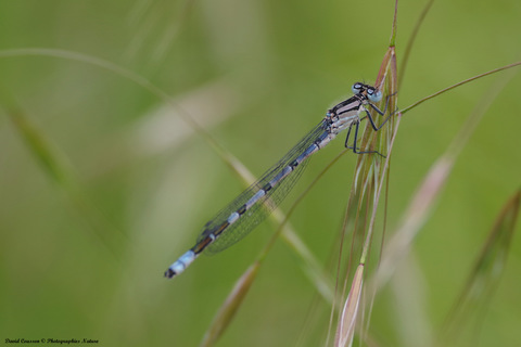 Agrion porte-coupe, Enallagma cyathigerum 