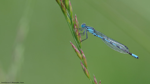 Agrion porte-coupe, Enallagma cyathigerum