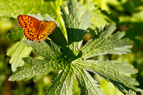 Speyeria aglaja