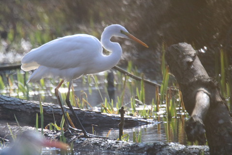 aigrette à la pêche