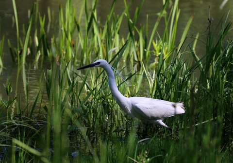 Aigrette garzette en plumage nuptial