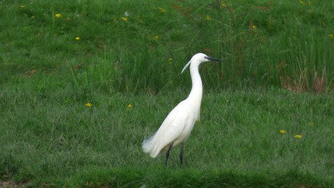 aigrette garzette