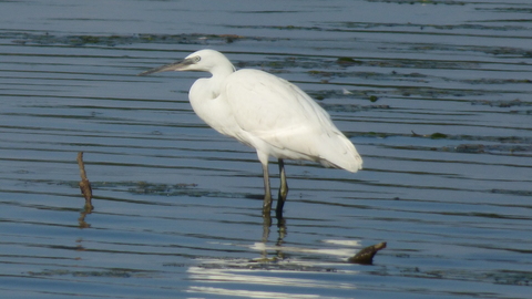 aigrette garzette