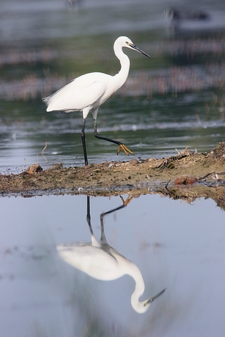 AIGRETTE GARZETTE