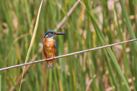 Alcedo atthis