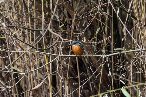 Alcedo atthis
