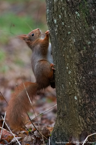Ecureuil roux - Sciurus vulgaris