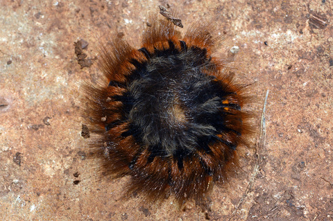 Anneau du diable - Chenille du bombyx de la ronce (Macrothylacia rubi) en mode défensif