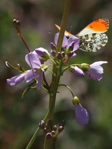 Anthocharis cardamines (M) sur cardamine