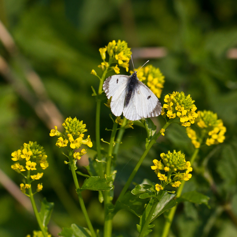  Anthocharis cardamines femelle