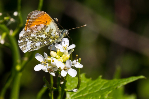 Anthocharis cardamines