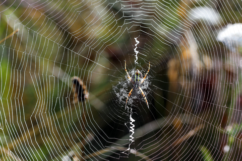 Argiope bruennichi