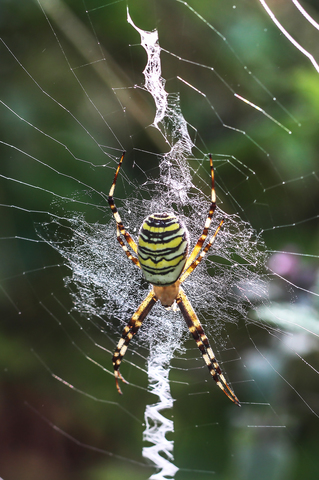 Argiope frelon
