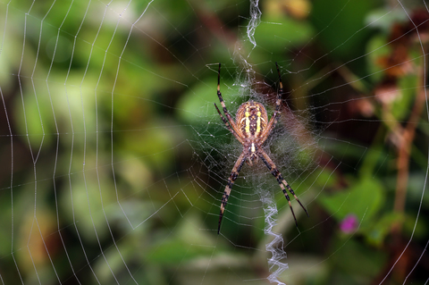 Argiope frelon