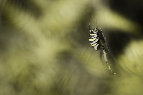 Argiope sous fougère
