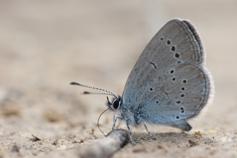 Argus frêle (Cupido minimus)