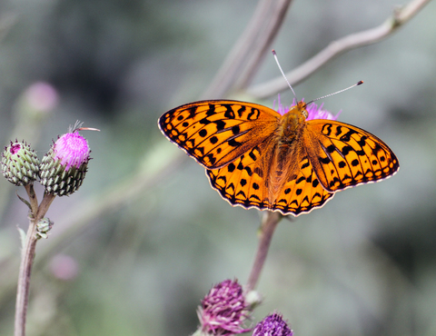 Argynnis adippe, le Moyen Nacré