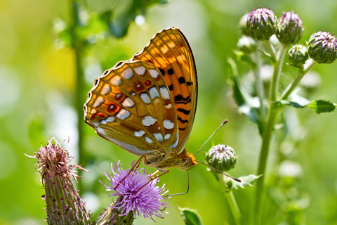 Argynnis adippe