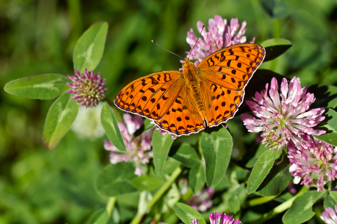 Argynnis adippe