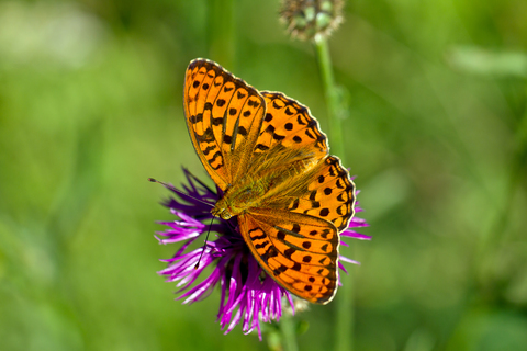 Argynnis adippe
