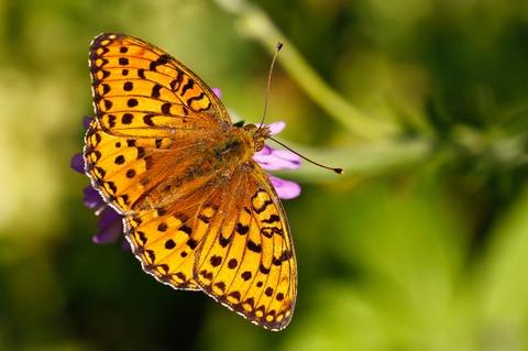 Argynnis aglaja