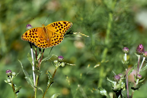 Argynnis aglaja