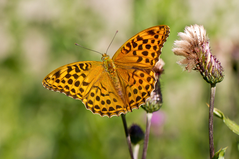 Argynnis aglaja