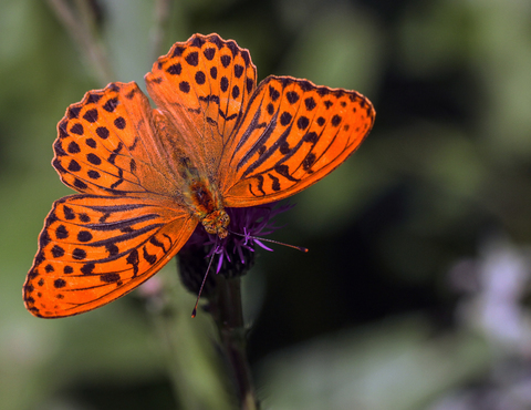 Argynnis paphia, le Tabac d'Espagne