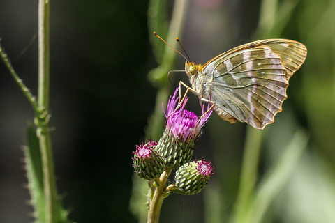Argynnis paphia, le Tabac d'Espagne