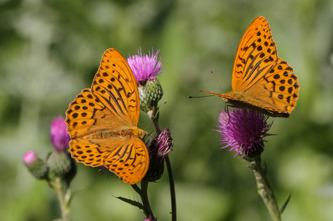 Argynnis paphia, le Tabac d'Espagne