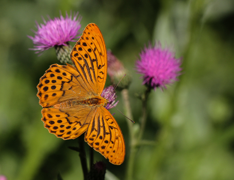 Argynnis paphia, le Tabac d'Espagne