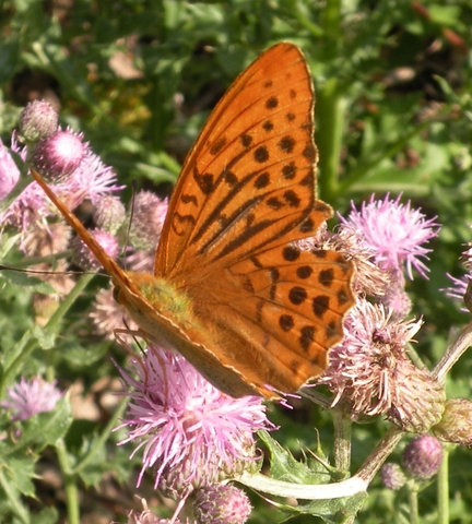 Argynnis paphia, MLV, Maligny(89)