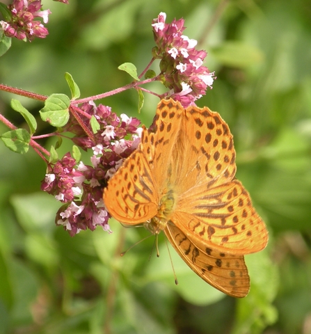 Argynnis paphia, MLV, Maligny